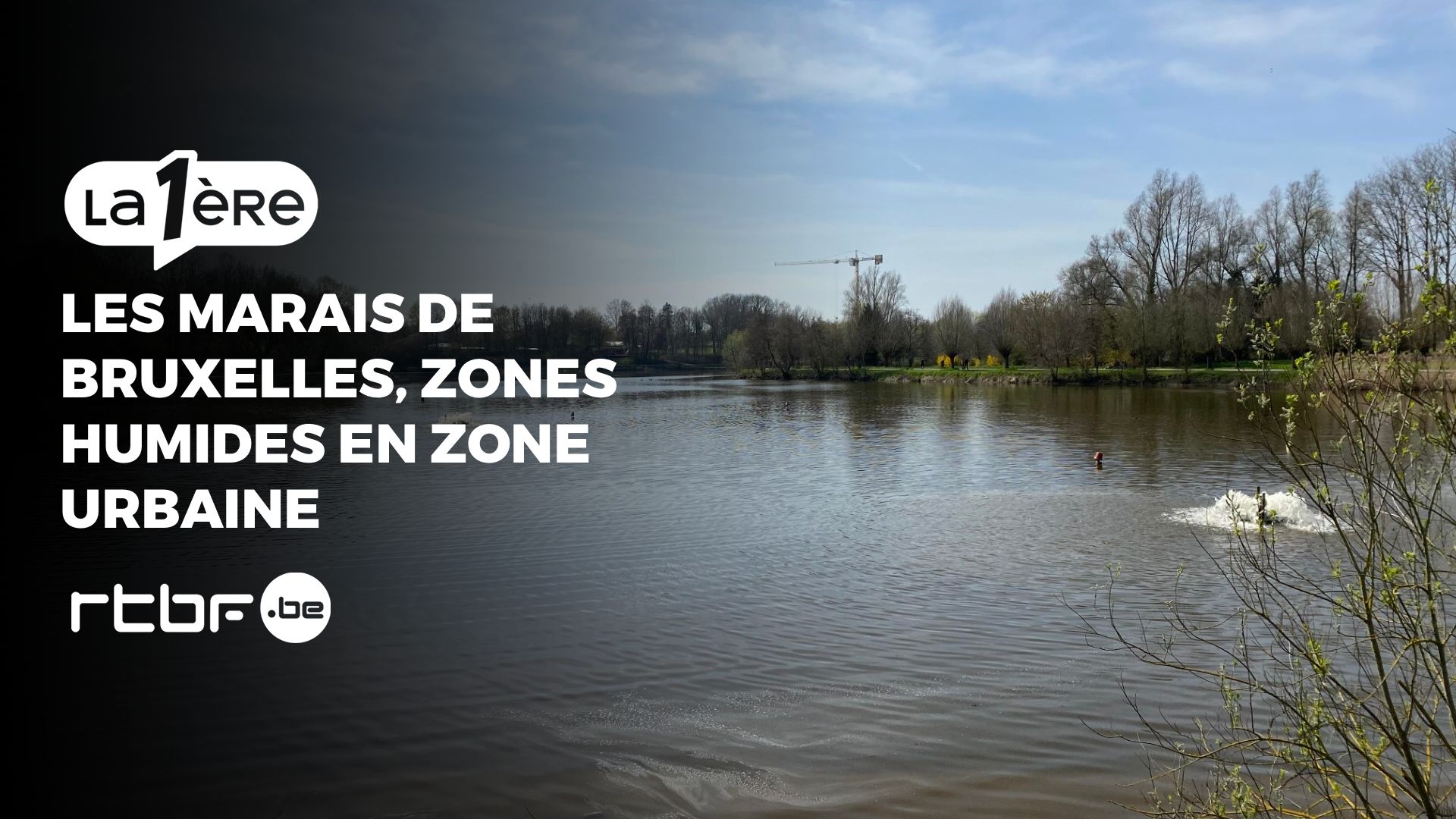 Les marais de Bruxelles: zones humides en zone urbaine