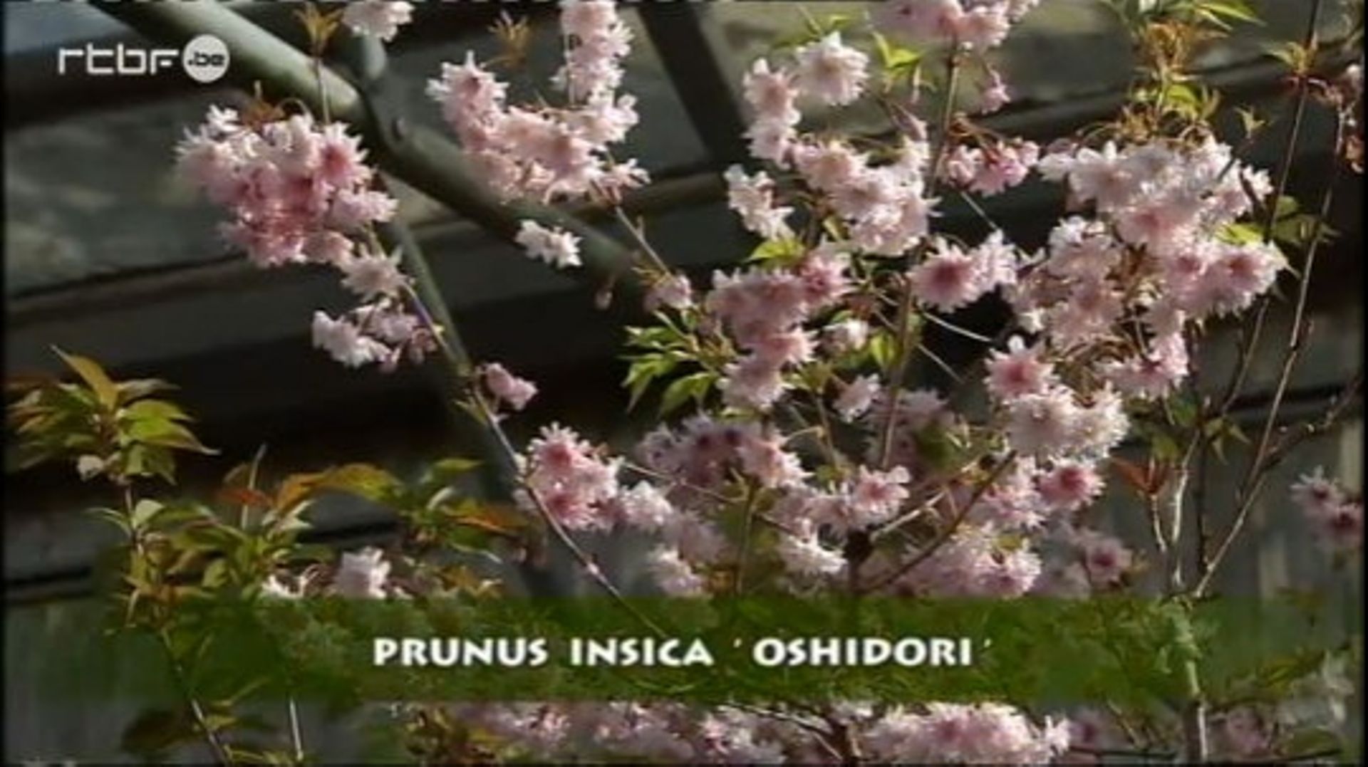 Les cerisiers du Japon de la pépinière de Benoît Choteau Extrait de l