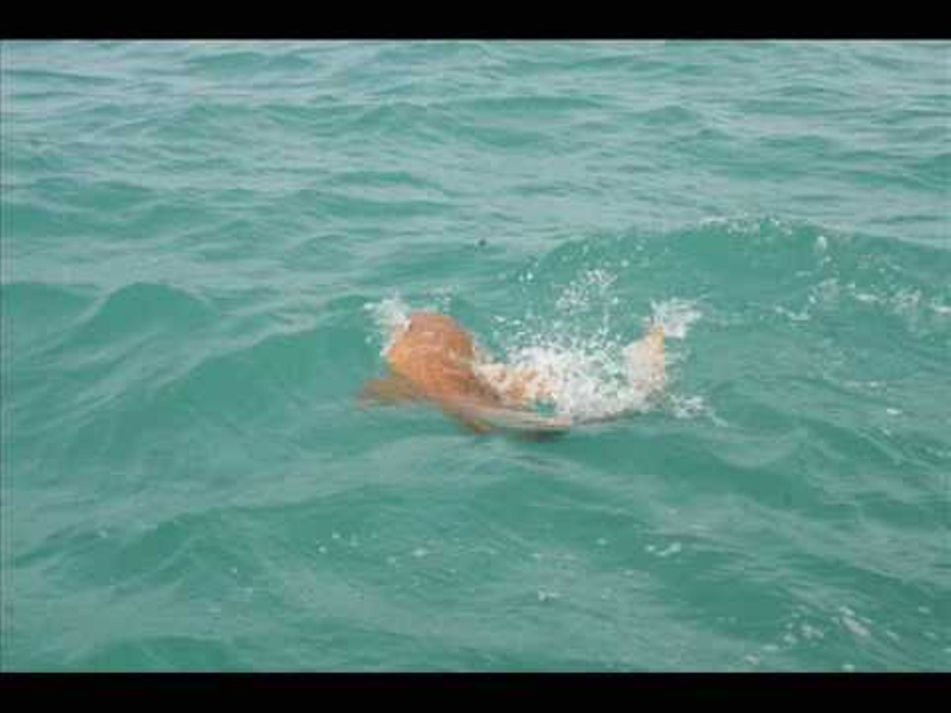Goliath Grouper Swallows Shark - - Auvio