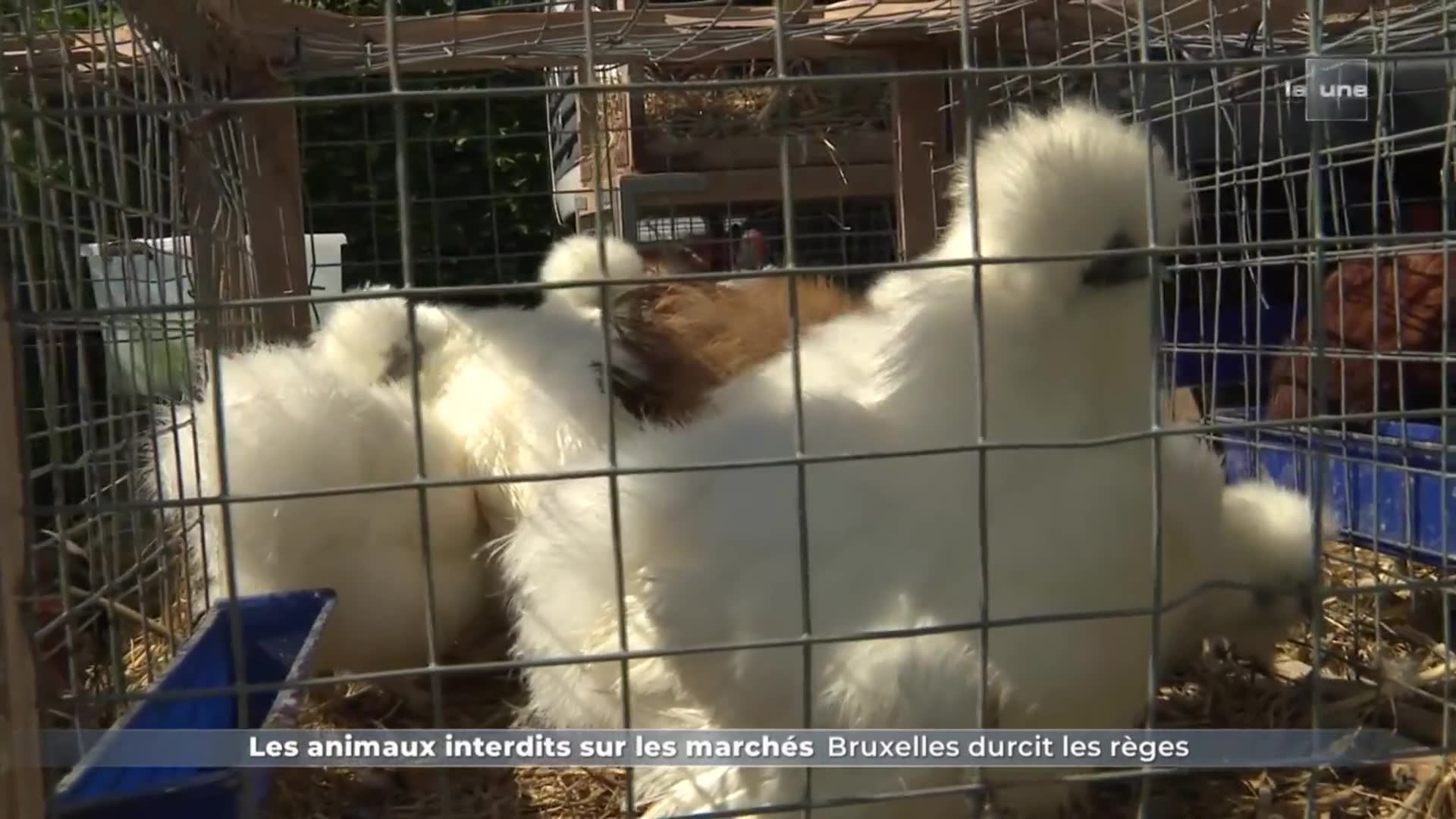 Les animaux interdits sur les marchés : Bruxelles durcit les règes