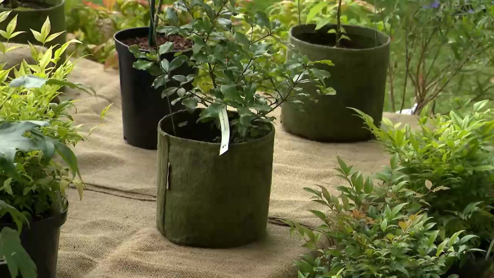 Les avantages des pots en tissu ou géotextile pour vos plantes d'intérieur  et d'extérieur 