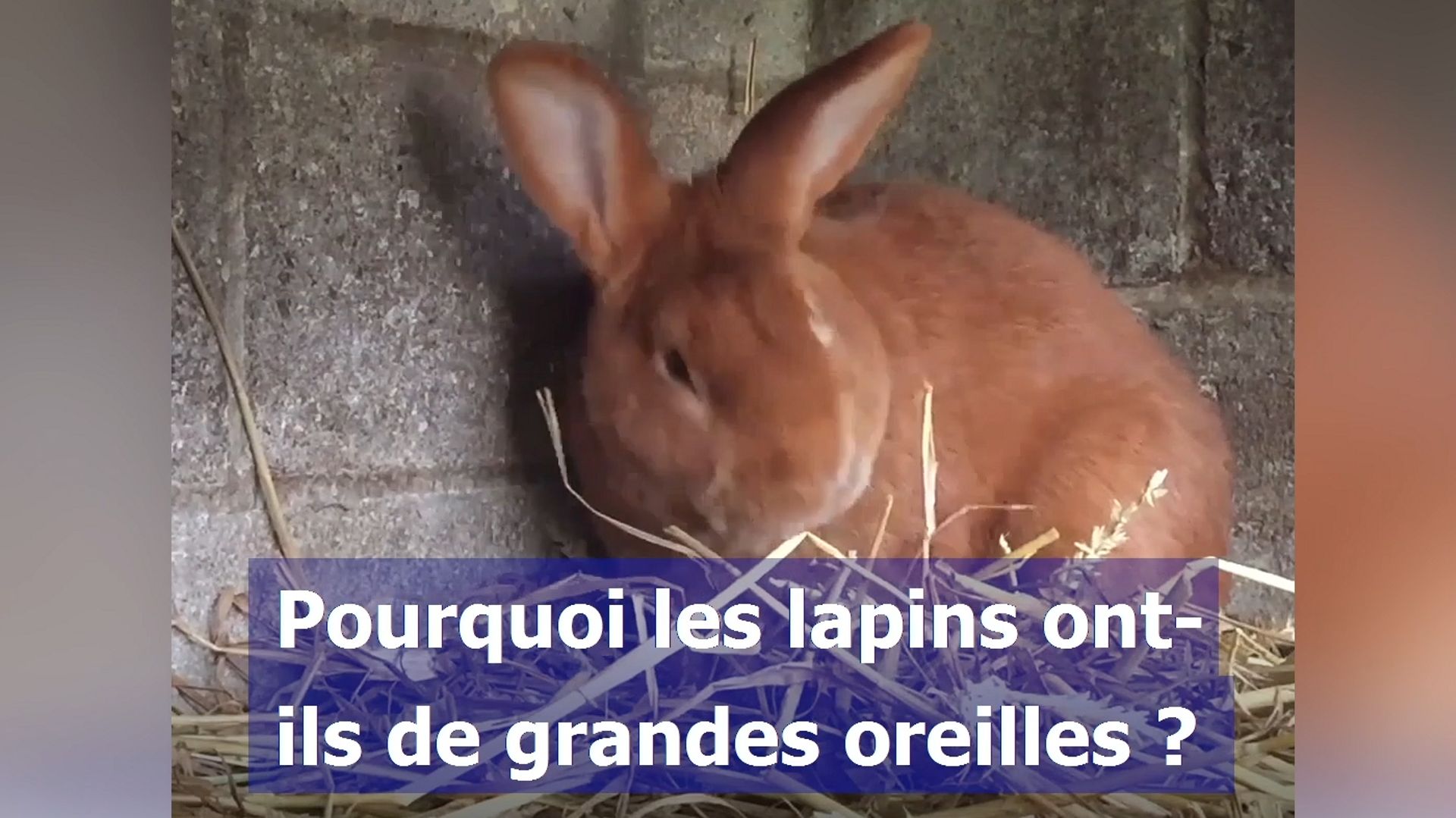 Pourquoi les lapins ont de grandes oreilles ?