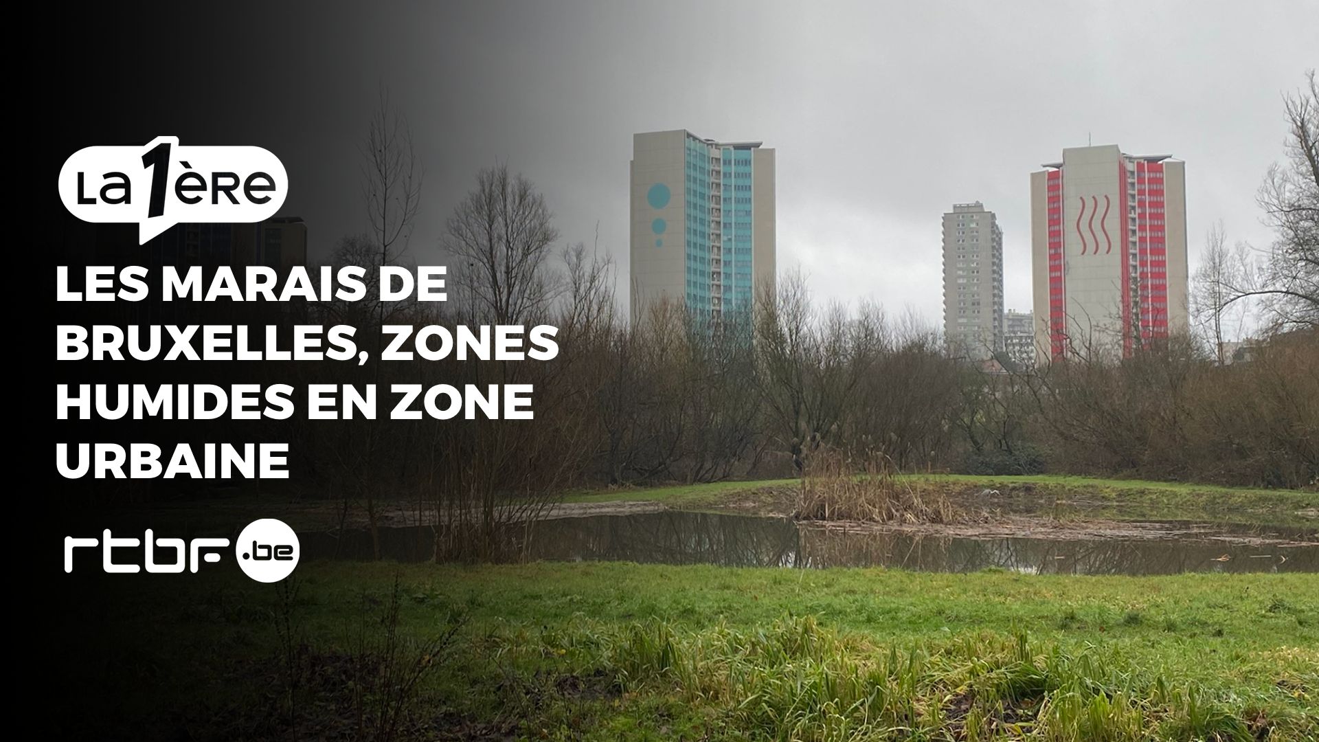 Les marais de Bruxelles: zones humides en zone urbaine