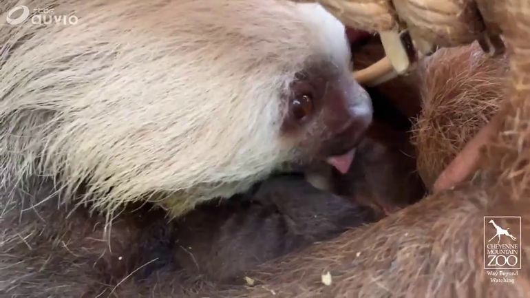 Carnet Rose Au Zoo De Colorado Springs Un Bebe Paresseux Est Ne