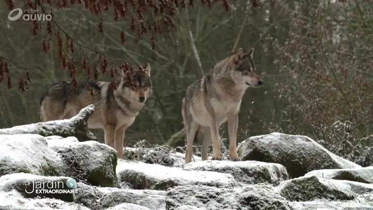 Parcs Et Jardins De Wallonie Pajawa Be Parcs Et Jardins De Wallonie Pajawa Be