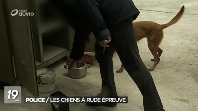 Chiens détecteurs du0027explosifs - 01/06/2016