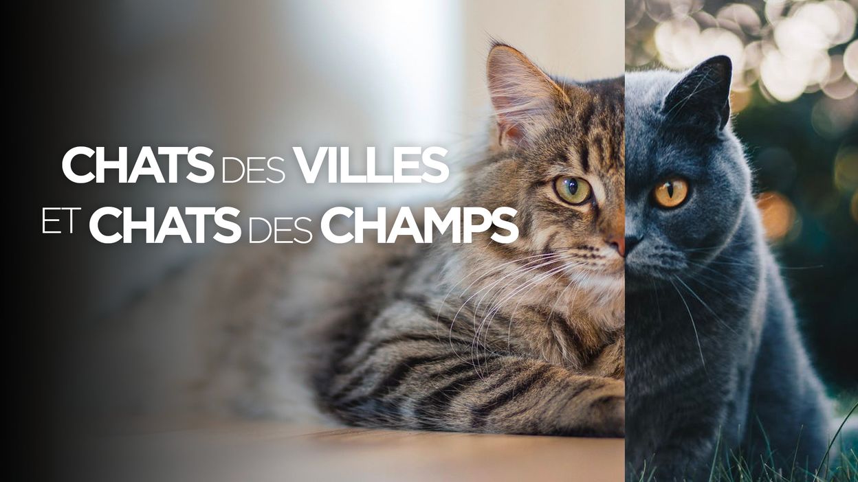 Chats Des Villes Et Chats Des Champs Rtbf Tv