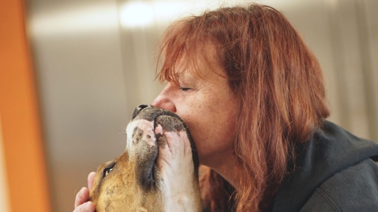 Chiens Et Chats Sans Collier Regarder Les Vidéos Sur Auvio