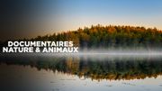 Revoir Docs animaliers bbc du 05 Décembre