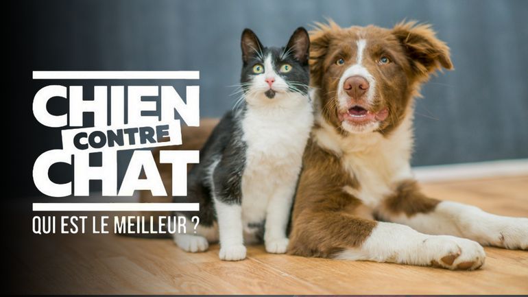 Chien Contre Chat Qui Est Le Meilleur Regarder Les Videos Sur Auvio