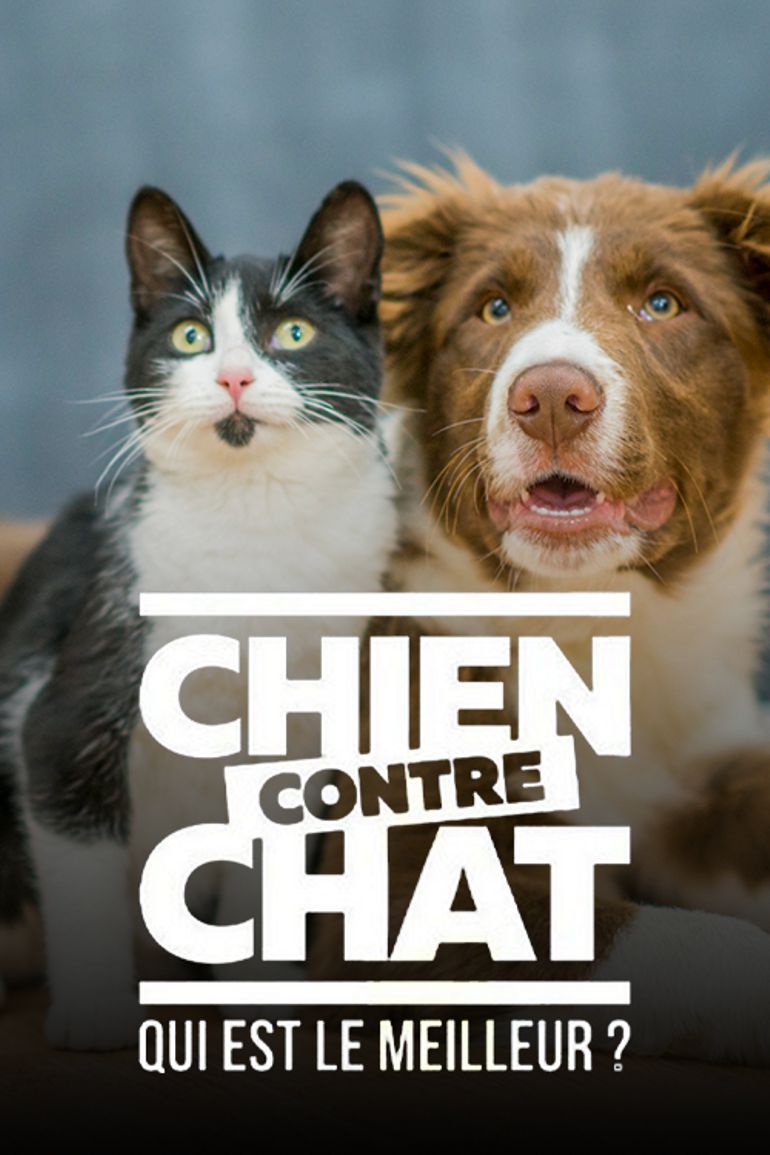 Chien Contre Chat Qui Est Le Meilleur Regarder Les Videos Sur Auvio