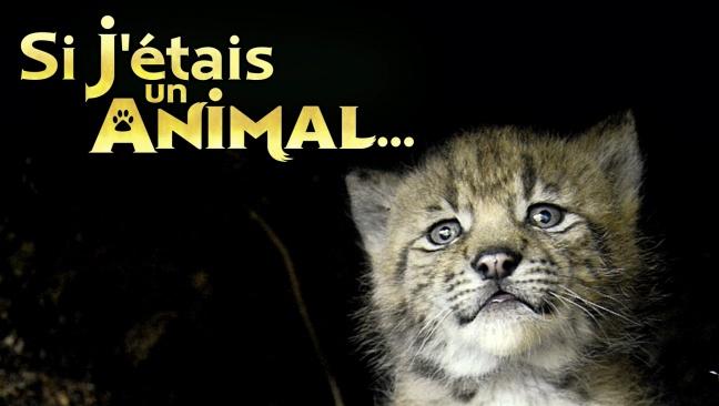 Revoir Si j'étais un animal du 10 Décembre