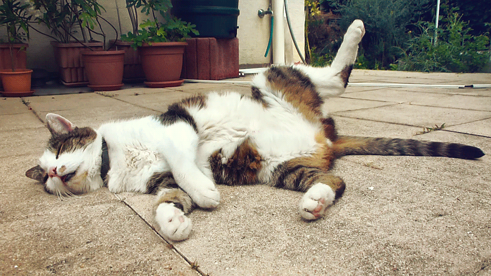Parce Qu Ils Sont Comme Chat