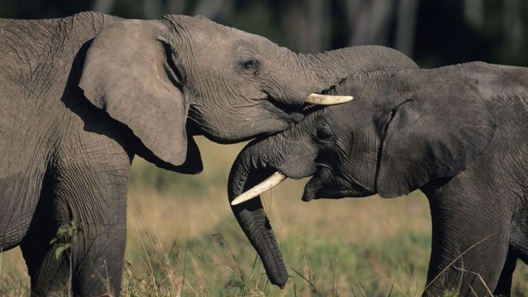 Deux éléphants à Pairi Daiza